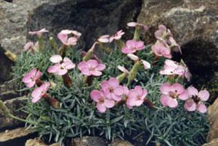 Dianthus grationopolitanus ssp pulchellus